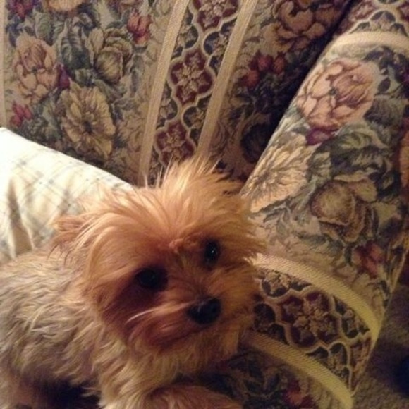 Meet your Posher, Ginger - Picture 1 of 1